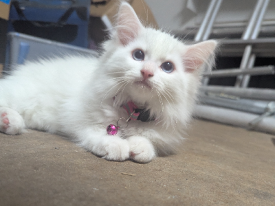 Ragdoll – Cranbourne West