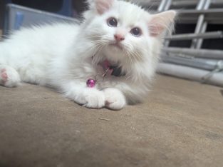 Ragdoll – Cranbourne West