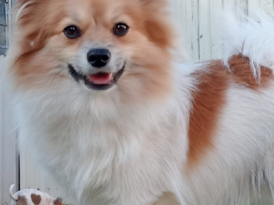 Pomeranian – Glen Iris