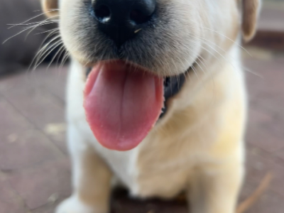 Labrador Retriever – Carine