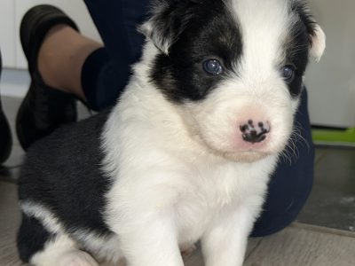 Border Collie – Rutherford