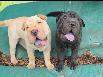 Shar Pei – Blue Knob