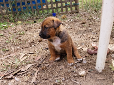 Rottweiler – Pyree