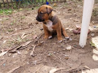 Rottweiler – Pyree