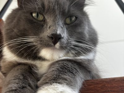 Russian Blue – Whitlam