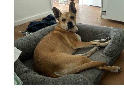 Staffordshire Bull Terrier – Queanbeyan East