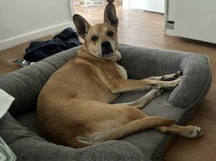 Staffordshire Bull Terrier – Queanbeyan East