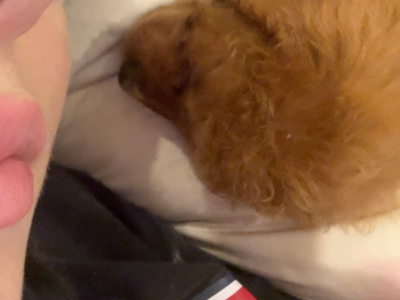 Dogs – Pennant Hills