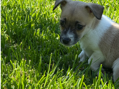 Jack Russell – Oakville