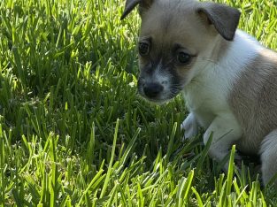 Jack Russell – Oakville