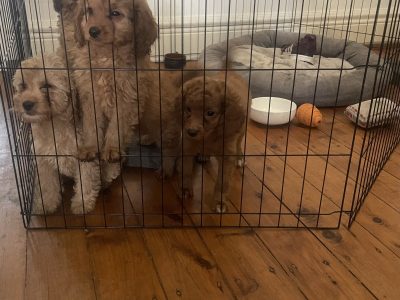 Cavoodle – Cremorne