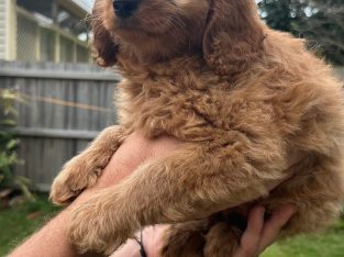 Cavoodle – Cremorne