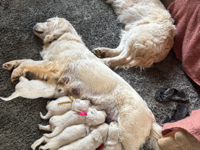 Golden Retriever – Burnie