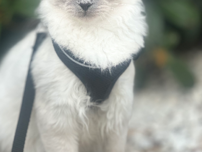 Ragdoll – Brooklyn