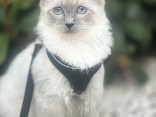 Ragdoll – Brooklyn