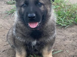 German Shepherd – Aberdare