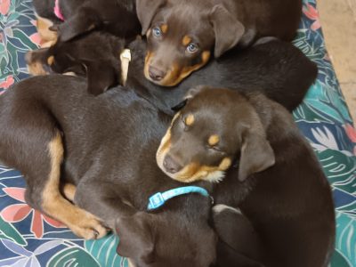 Australian Kelpie – Lucindale