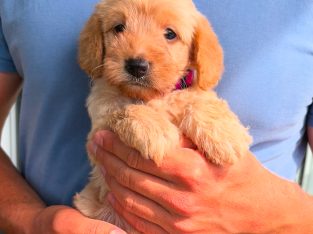 Labradoodle – Ulladulla