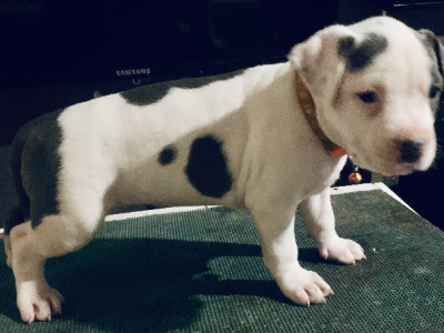 American Staffordshire Bull Terrier – Constitution Hill