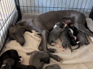 Whippet – Broken Hill