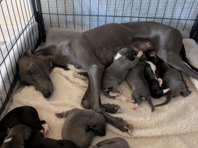 Whippet – Broken Hill