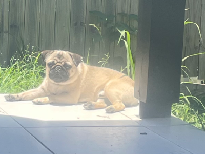 Pug – Deception Bay
