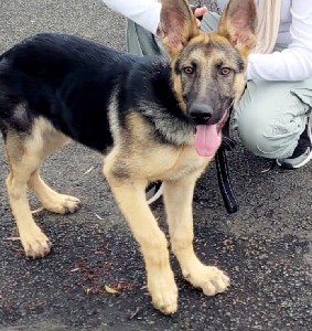 German Shepherd – East Hills