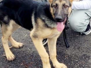 German Shepherd – East Hills