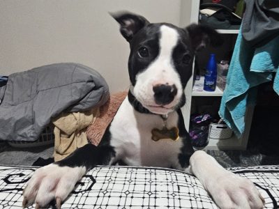 American Staffordshire Bull Terrier – Daw Park