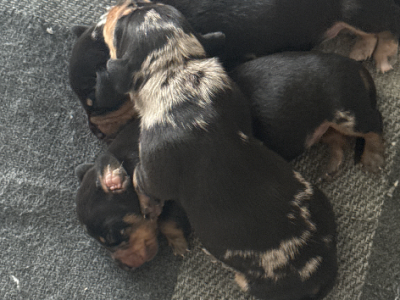 Dachshund – Brendan sawka