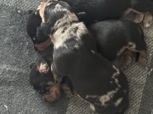 Dachshund – Brendan sawka