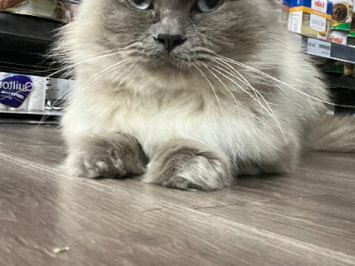 Ragdoll – Guildford