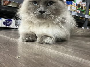 Ragdoll – Guildford