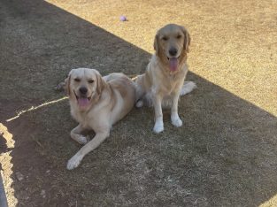 Goldador – Port Wakefield