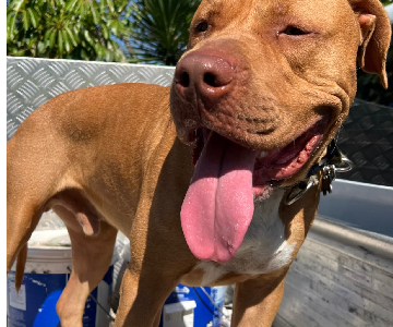 Staffordshire Bull Terrier – Balmoral