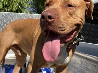 Staffordshire Bull Terrier – Balmoral