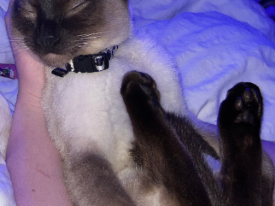 Ragdoll – Werribee