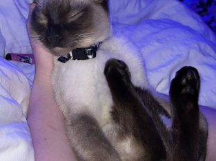 Ragdoll – Werribee