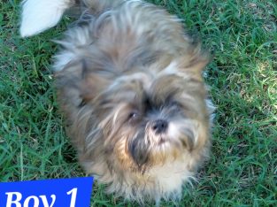 Shih Tzu – Marburg