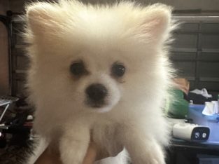 Pomeranian – Blackett