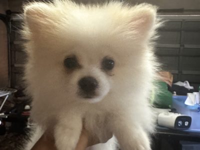 Pomeranian – Blackett