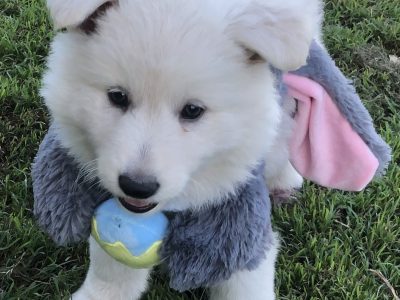 German Shepherd – Carina Heights