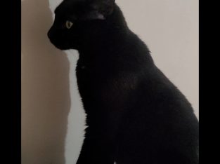 Domestic Medium Hair (DMH) – Tallangatta