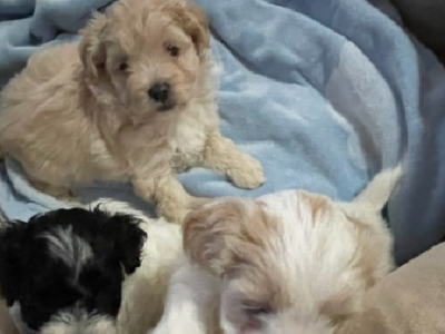 Moodle – Crows Nest