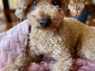 Cavoodle – Berwick