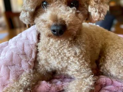Cavoodle – Berwick