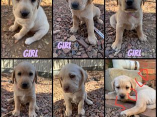 Labrador Retriever – Golden Square