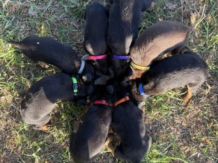 Australian Kelpie – Mount Barker