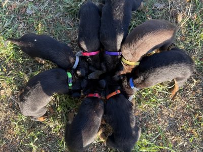 Australian Kelpie – Mount Barker