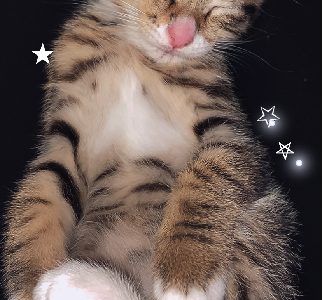 Cats – Yarra Junction